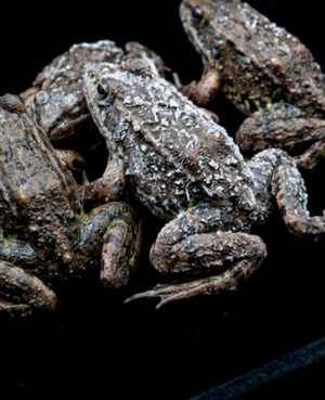 RANAS ENTERAS CONGELADAS (Whole Anura Bio-Prey)